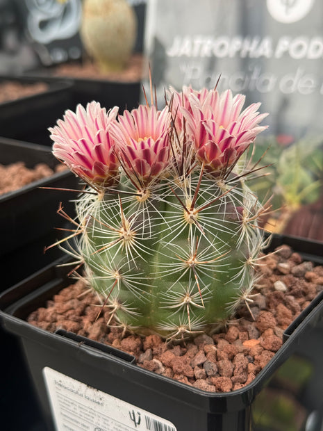 Thelocactus lausseri