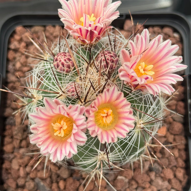 Thelocactus lausseri