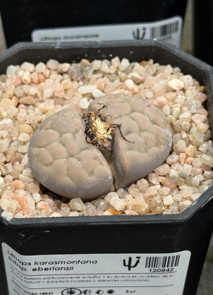 Lithops karasmontana subsp. eberlanzii