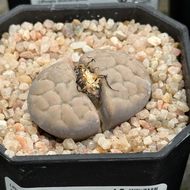 Lithops karasmontana subsp. eberlanzii