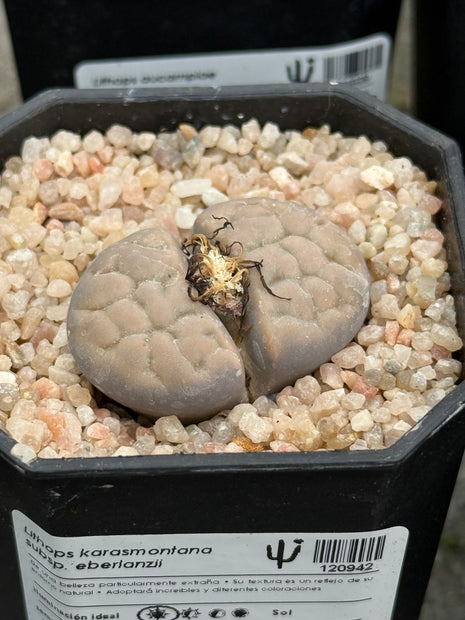 Lithops karasmontana subsp. eberlanzii