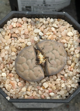 Lithops karasmontana subsp. eberlanzii