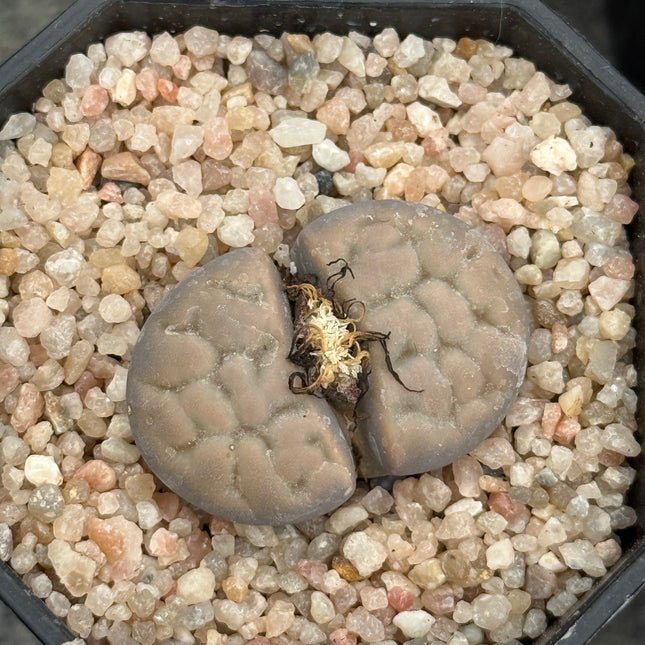 Lithops karasmontana subsp. eberlanzii