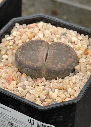 Lithops aucampiae ‘K.O’