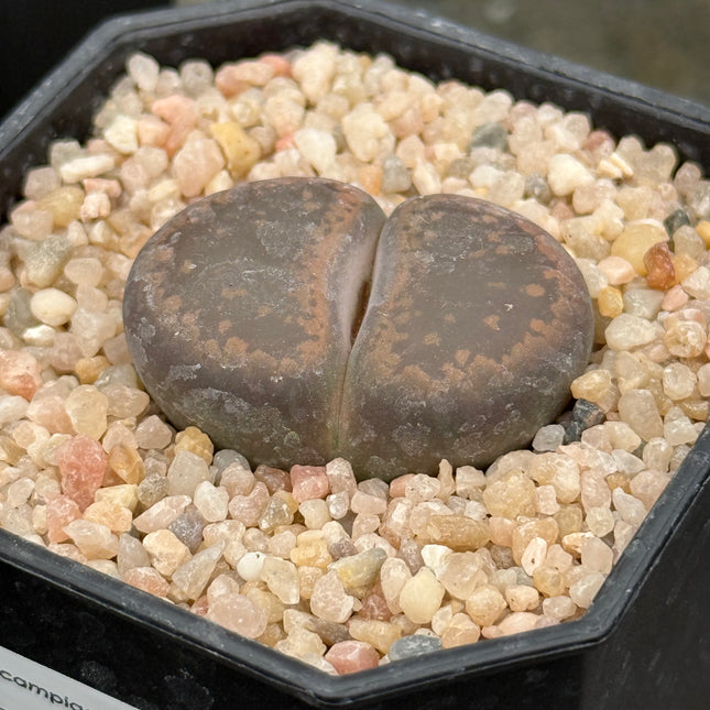 Lithops aucampiae ‘K.O’