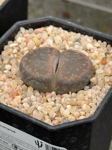 Lithops aucampiae ‘K.O’