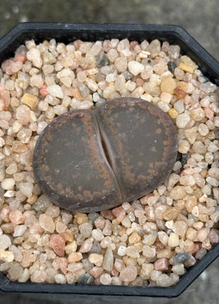 Lithops aucampiae ‘K.O’