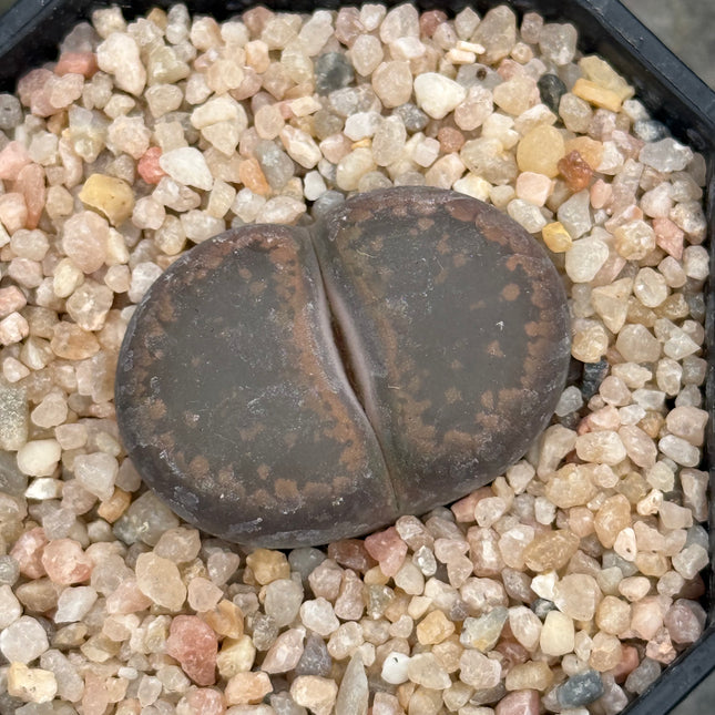 Lithops aucampiae ‘K.O’