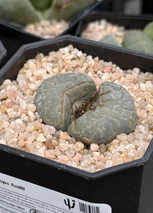 Lithop hallii
