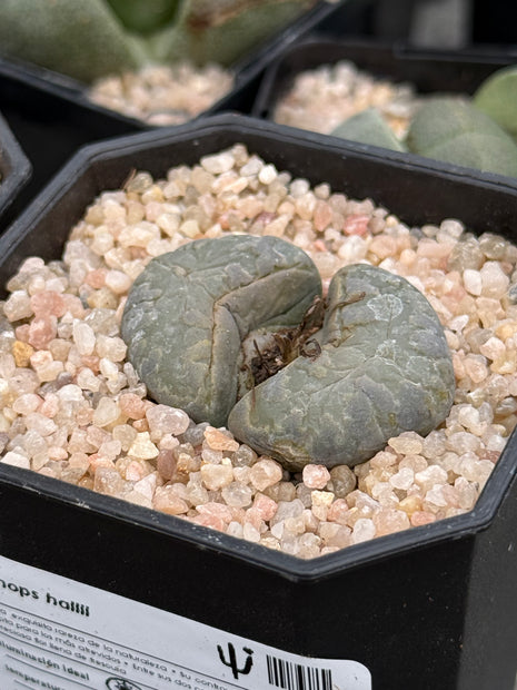 Lithop hallii