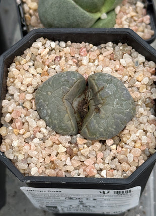 Lithop hallii