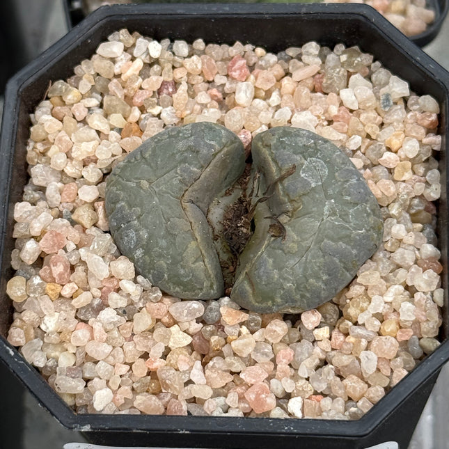 Lithop hallii