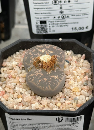 Lithops lesliei
