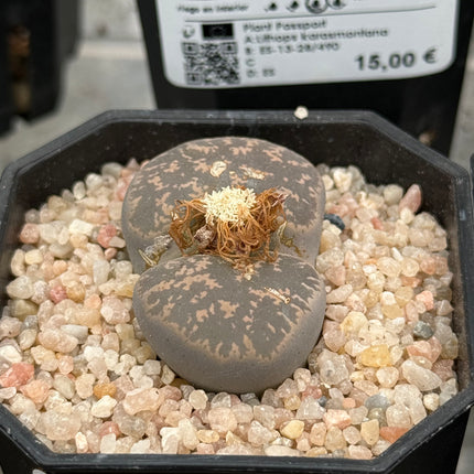 Lithops lesliei