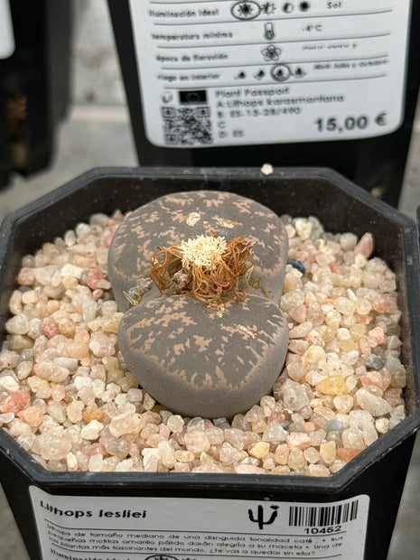 Lithops lesliei