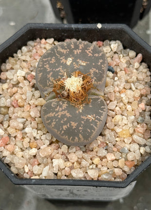 Lithops lesliei