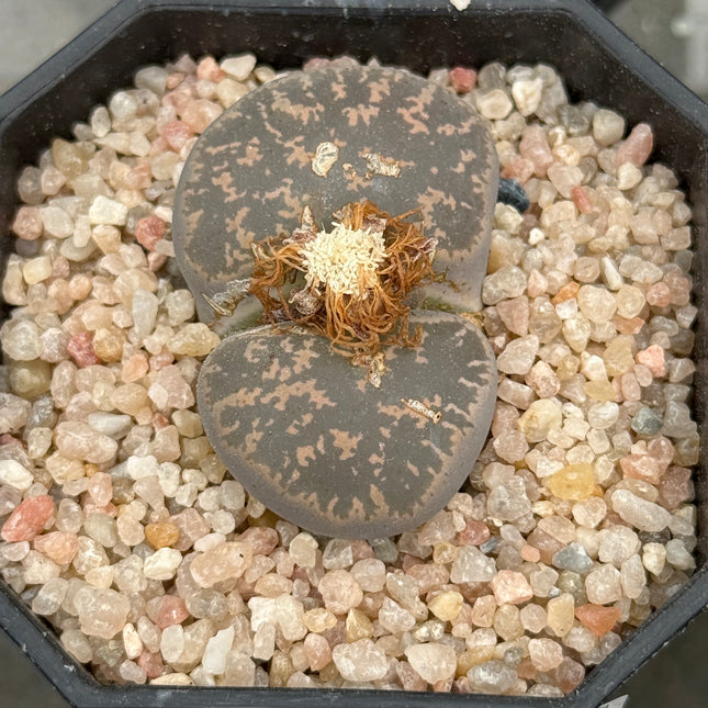 Lithops lesliei