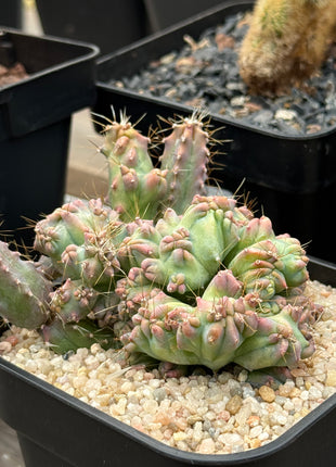 Haubenmyrtillocactus geometrizans 'Elite' 'S'