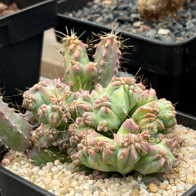 Myrtillocactus geometrizans crestado 'Elite'