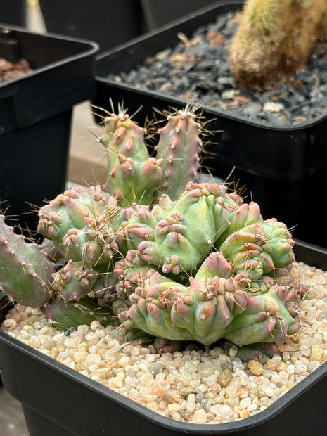 Haubenmyrtillocactus geometrizans 'Elite' 'S'
