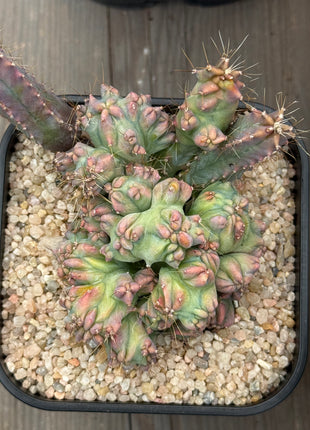 Haubenmyrtillocactus geometrizans 'Elite' 'S'