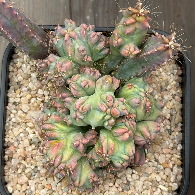 Myrtillocactus geometrizans crestado 'Elite'