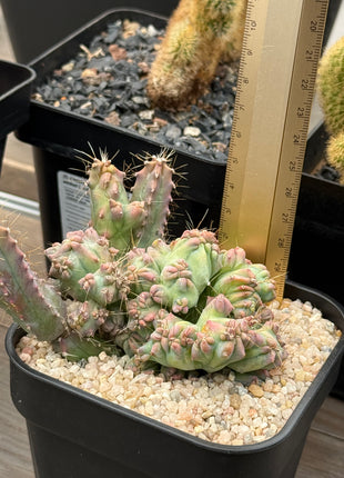 Haubenmyrtillocactus geometrizans 'Elite' 'S'