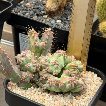 Myrtillocactus geometrizans crestado 'Elite'