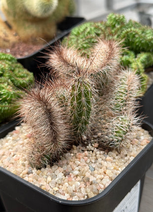 Nyctocereus serpentinus f. cristata