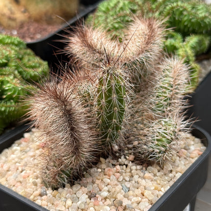 Nyctocereus serpentinus f. cristata