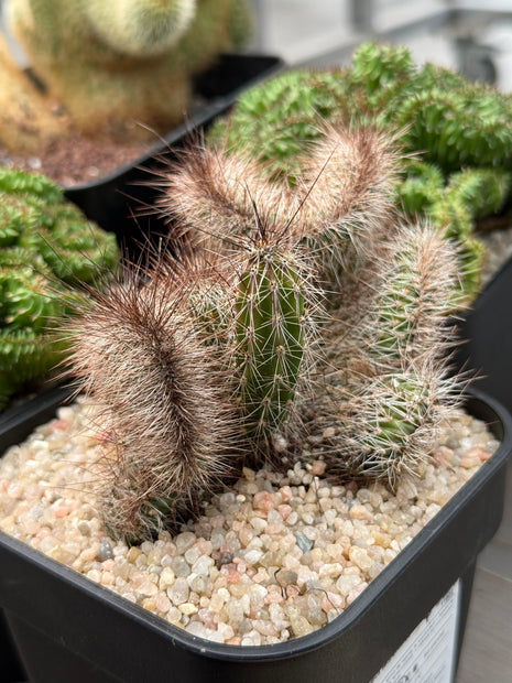 Nyctocereus serpentinus f. cristata