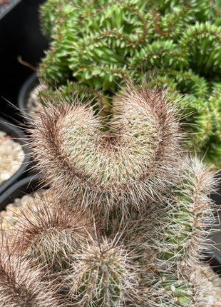 Nyctocereus serpentinus f. cristata