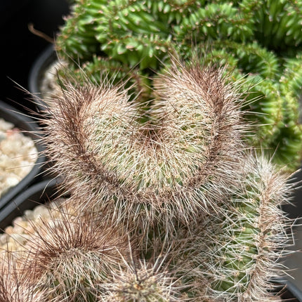 Nyctocereus serpentinus f. cristata