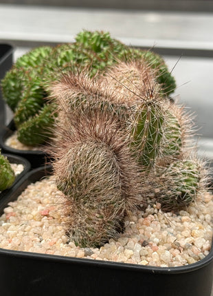 Nyctocereus serpentinus f. cristata