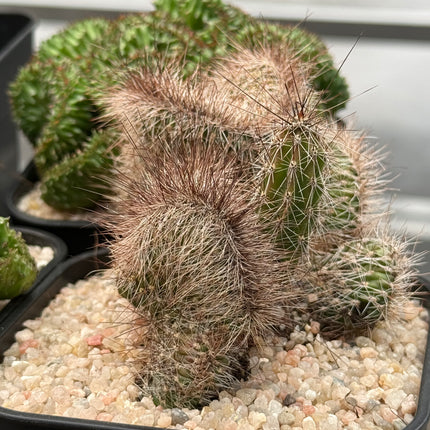 Nyctocereus serpentinus f. cristata