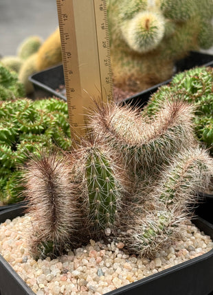 Nyctocereus serpentinus f. cristata