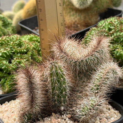 Nyctocereus serpentinus f. cristata