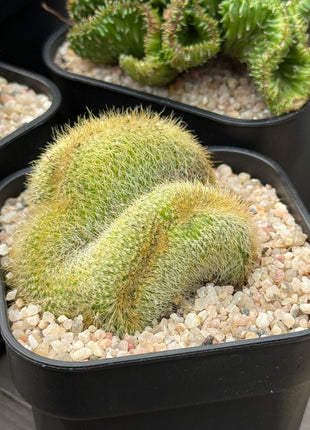 Cleistocactus winteri f. cristata
