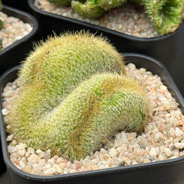Cleistocactus winteri f. cristata