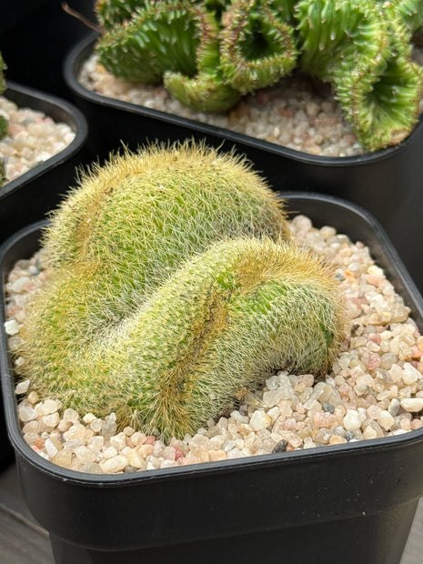 Cleistocactus winteri f. cristata