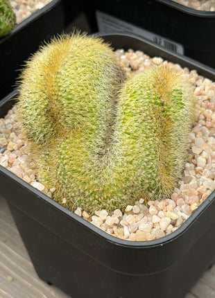 Cleistocactus winteri f. cristata