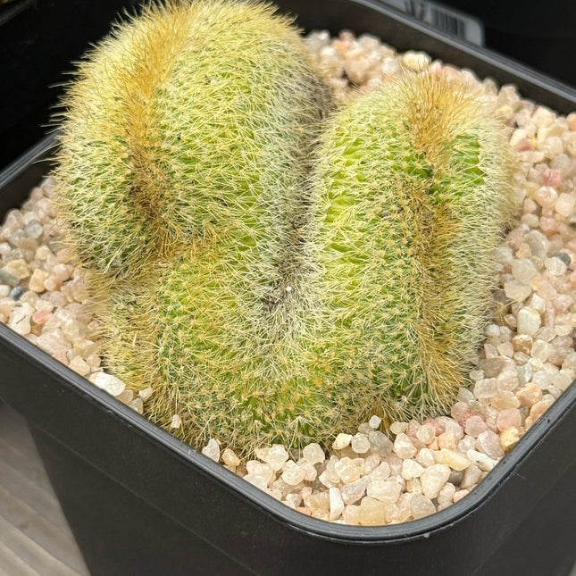 Cleistocactus winteri f. cristata