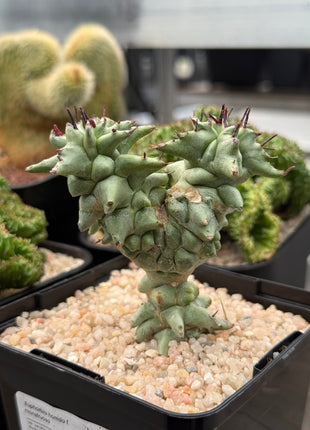 *Euphorbia horrida* f. *monstruosa*