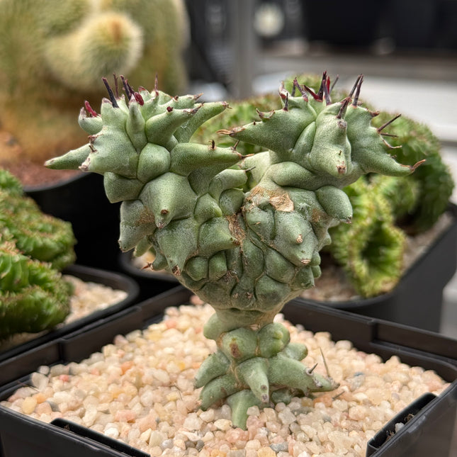 Euphorbia horrida f. monstruosa