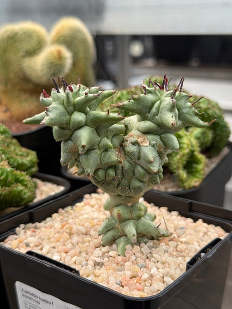 Euphorbia horrida f. monstruosa