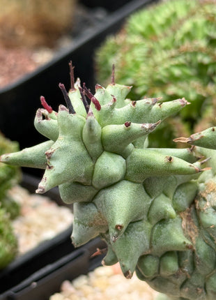 *Euphorbia horrida* f. *monstruosa*