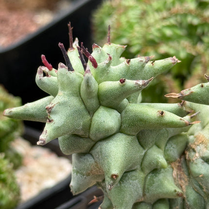 Euphorbia horrida f. monstruosa