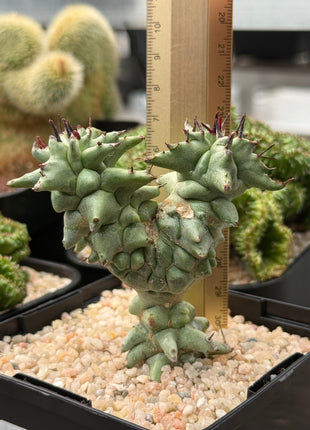 *Euphorbia horrida* f. *monstruosa*