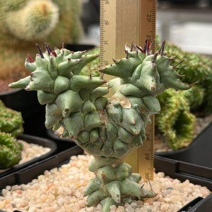 Euphorbia horrida f. monstruosa