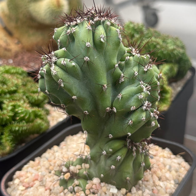 Cereus ‘Coral’ f. cristata